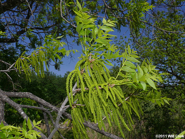 Pecan (Carya illinoinensis)