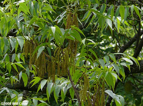 Pecan (Carya illinoinensis)