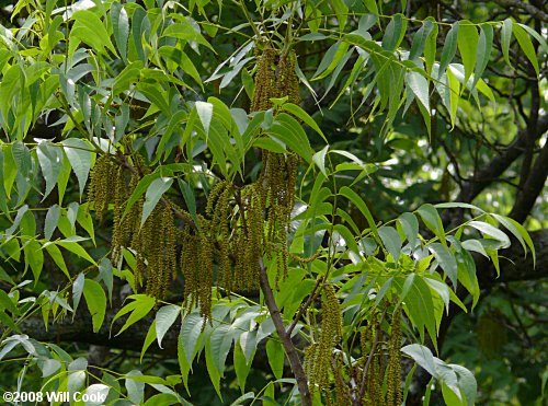 Pecan (Carya illinoinensis)