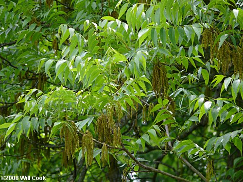 Pecan (Carya illinoinensis)