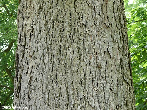 Pecan (Carya illinoinensis)