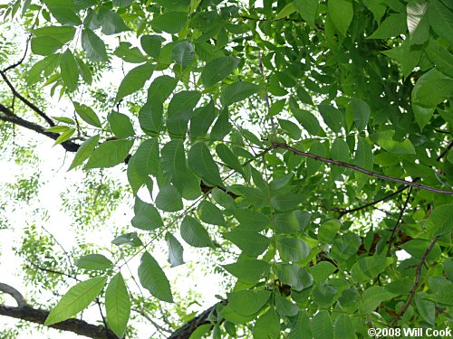 Pecan (Carya illinoinensis)