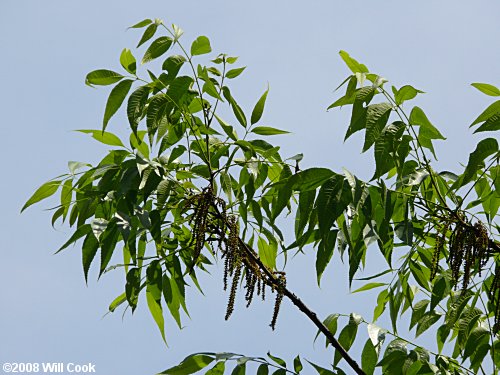 Pecan (Carya illinoinensis)