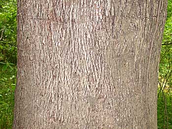Shellbark Hickory (Carya laciniosa) bark