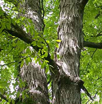 What is shellbark hickory?