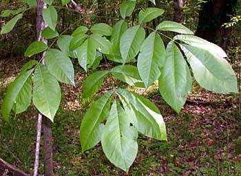 Shellbark Hickory (Carya laciniosa) leaves