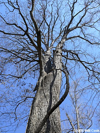 Shellbark Hickory (Carya laciniosa) tree
