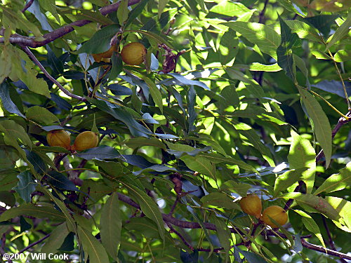 Nutmeg Hickory (Carya myristiciformis) nuts