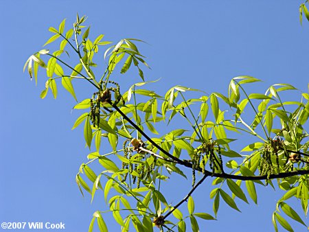 Nutmeg Hickory (Carya myristiciformis) flowers