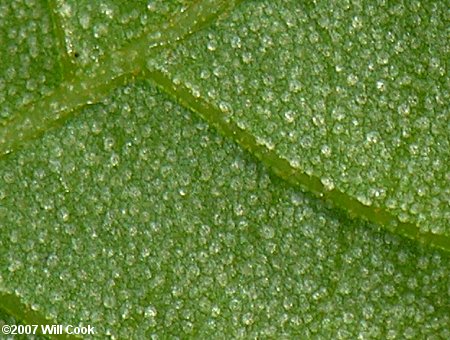 Nutmeg Hickory (Carya myristiciformis) lepidote scales