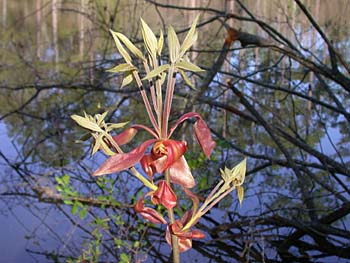 Shagbark Hickory (Carya ovata)