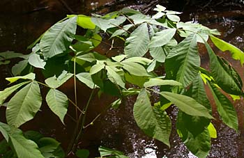 Shagbark Hickory (Carya ovata)