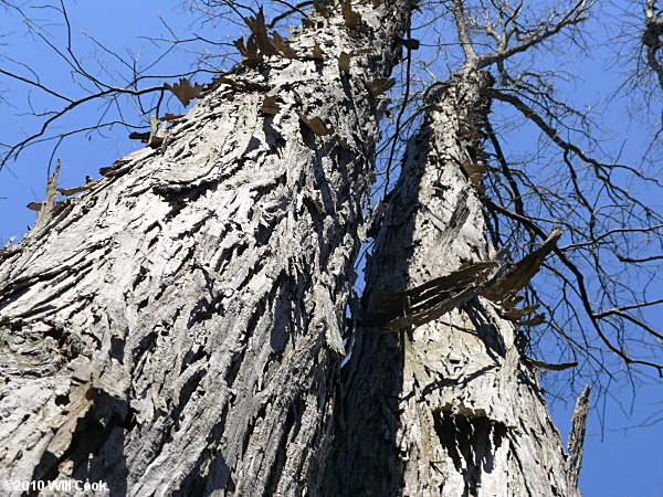 Shagbark Hickory (Carya ovata)