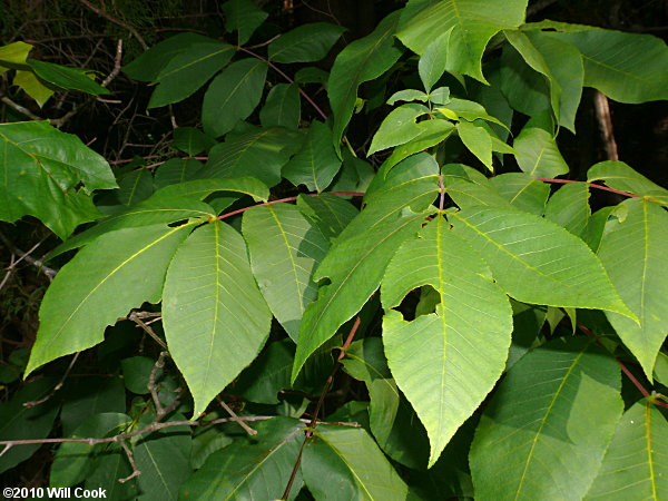 Red Hickory (Carya ovalis)