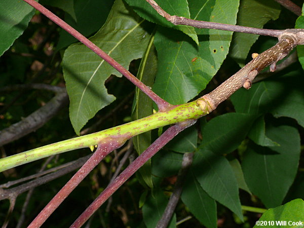 Red Hickory (Carya ovalis)