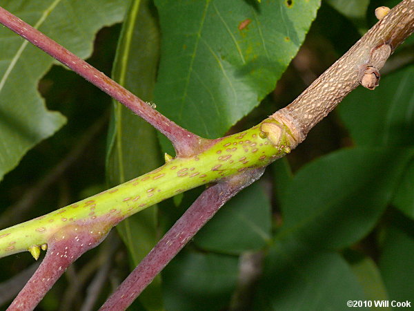 Red Hickory (Carya ovalis)