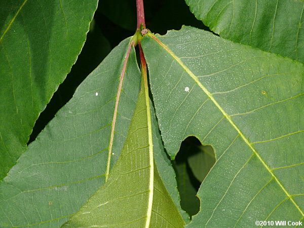 Red Hickory (Carya ovalis)