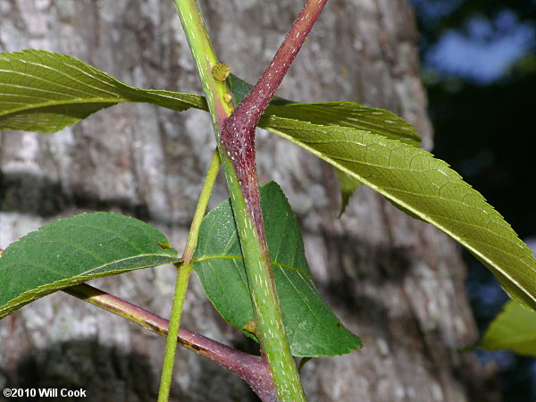 Red Hickory (Carya ovalis)