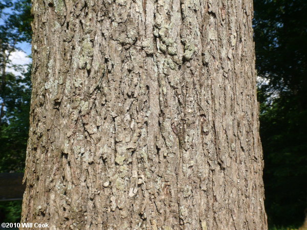 Red Hickory (Carya ovalis)
