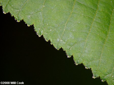 Shagbark Hickory (Carya ovata)