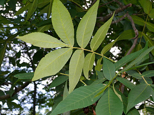 Sand Hickory (Carya pallida)