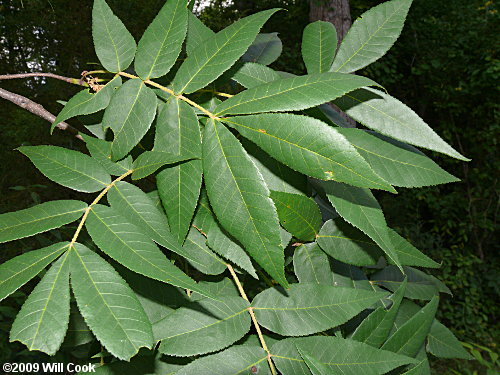 Sand Hickory (Carya pallida)