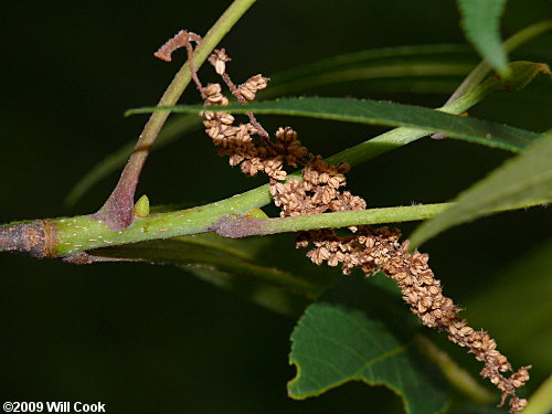 Sand Hickory (Carya pallida)