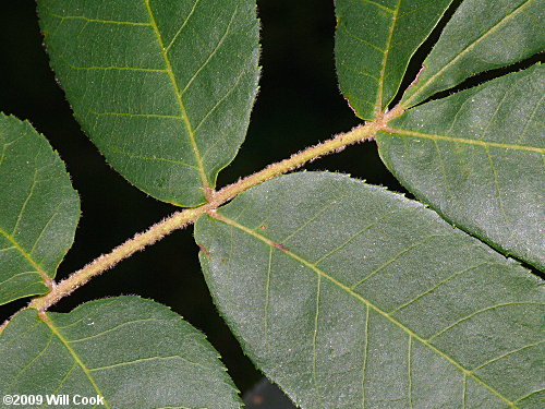 Sand Hickory (Carya pallida)