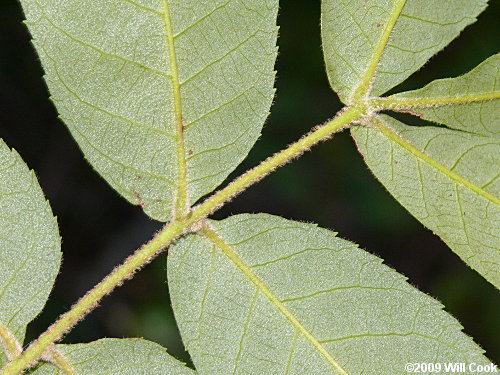 Sand Hickory (Carya pallida)