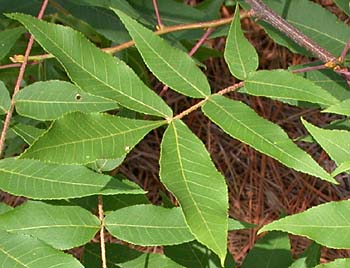 Sand Hickory (Carya pallida)