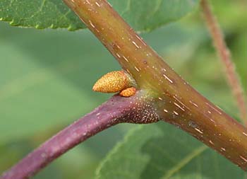 Sand Hickory (Carya pallida)