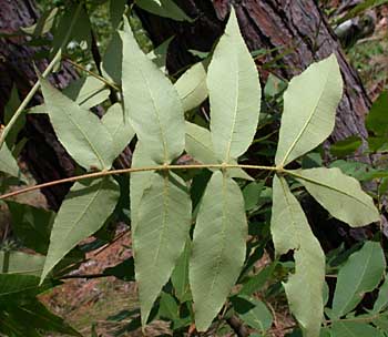 Sand Hickory (Carya pallida)