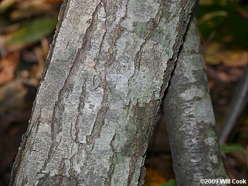 Chinkapin (Castanea pumila)