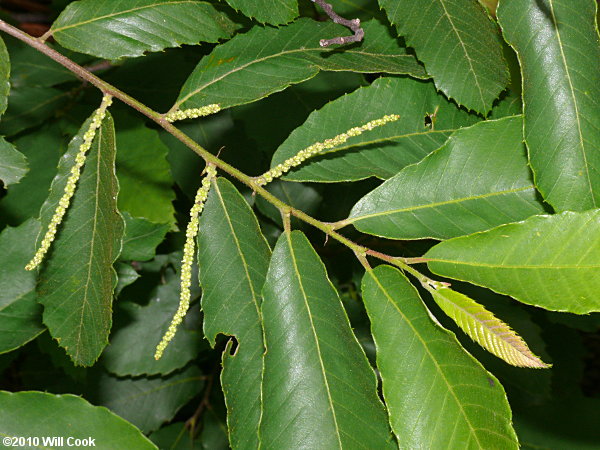 Chinkapin (Castanea pumila)