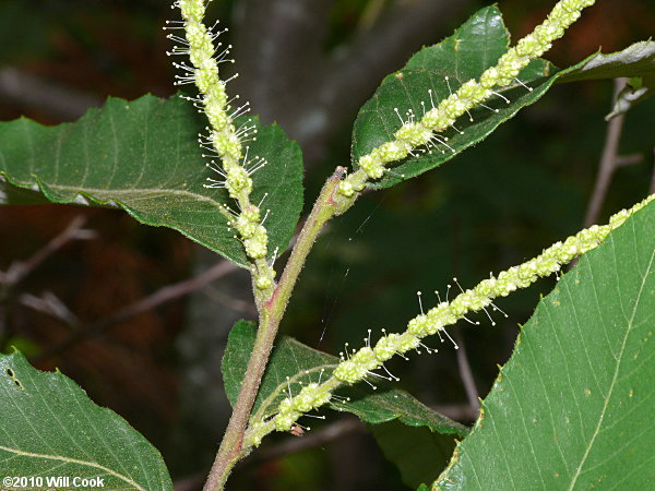 Chinkapin (Castanea pumila)