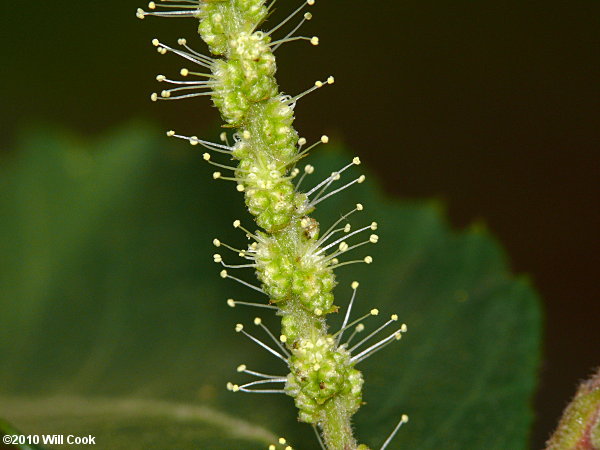 Chinkapin (Castanea pumila)