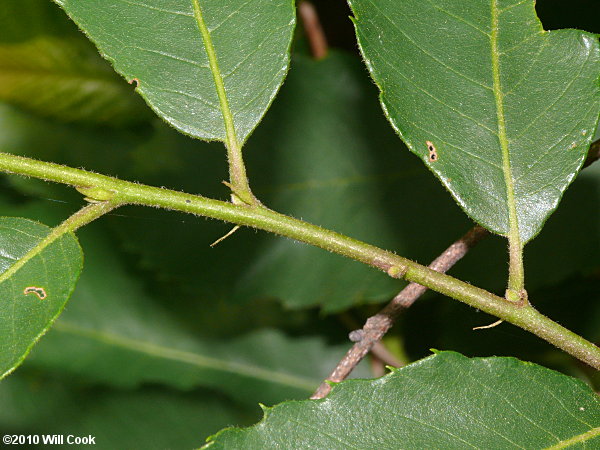 Chinkapin (Castanea pumila)