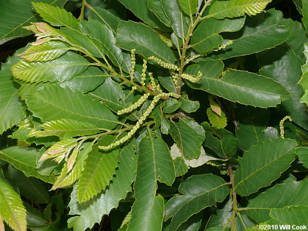 Chinkapin (Castanea pumila)