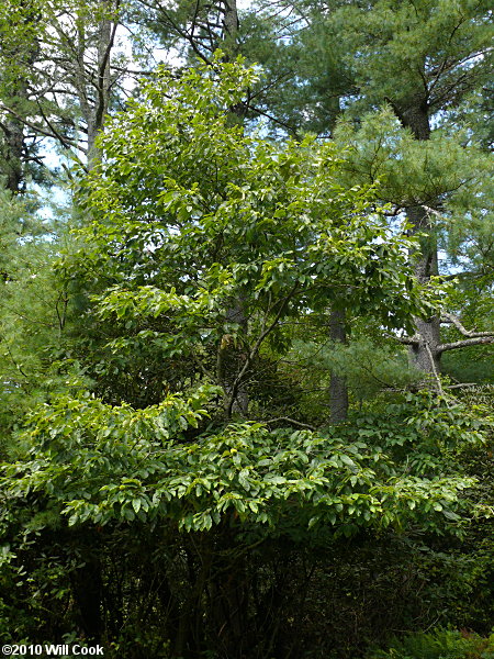 Chinkapin (Castanea pumila)