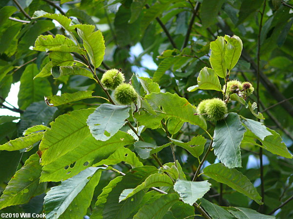 Chinkapin (Castanea pumila)