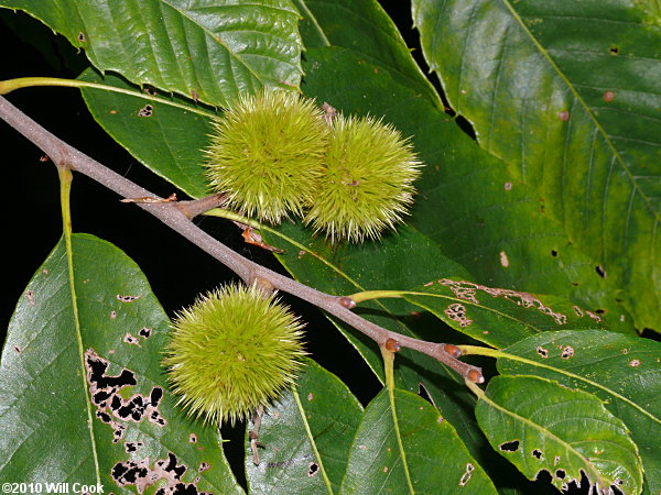 Chinkapin (Castanea pumila)