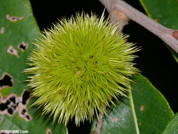 Chinkapin (Castanea pumila)