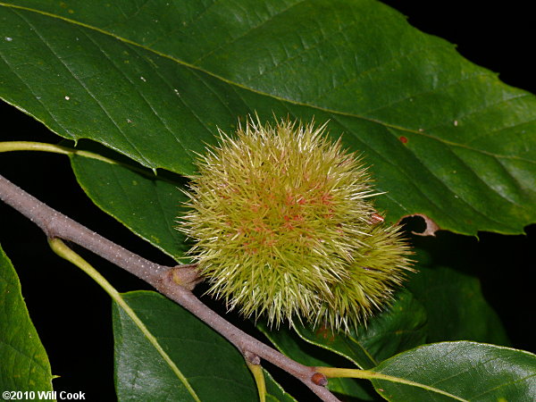 Chinkapin (Castanea pumila)