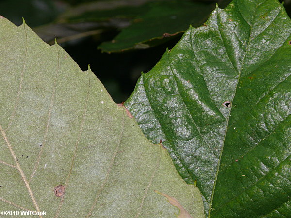 Chinkapin (Castanea pumila)