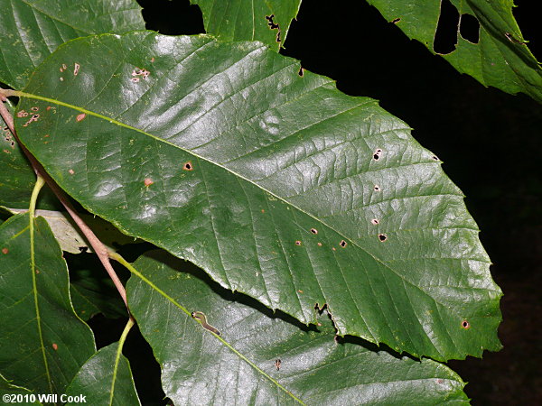 Chinkapin (Castanea pumila)