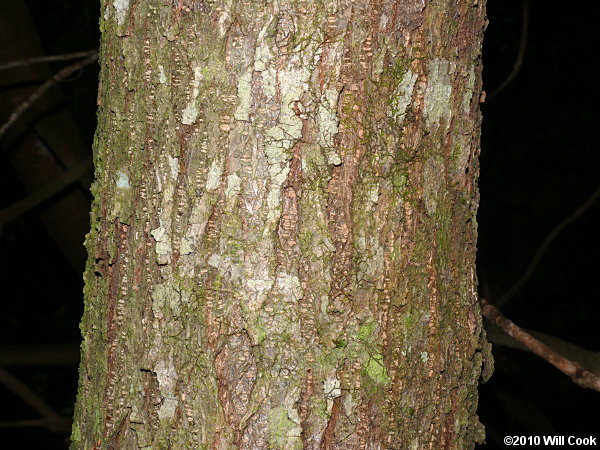 Chinkapin (Castanea pumila)