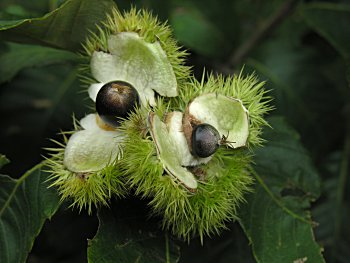 Chinkapin (Castanea pumila)