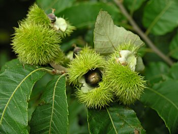 Chinkapin (Castanea pumila)