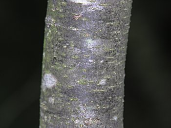 Chinkapin (Castanea pumila)