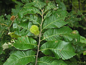 Chinkapin (Castanea pumila)